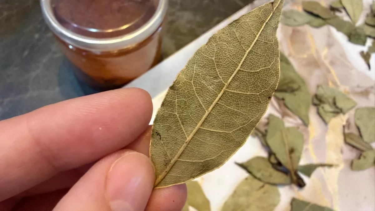 Химию заменила лавровым листом: теперь рассада крепнет на глазах - лучший помощник для урожая 