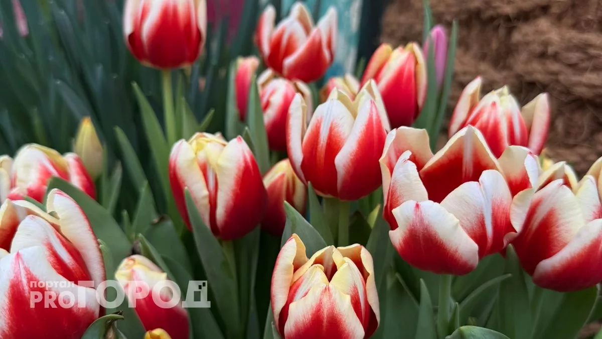 Оренбуржцы на длинные выходные поехали в Казань и Йошкар-Олу
