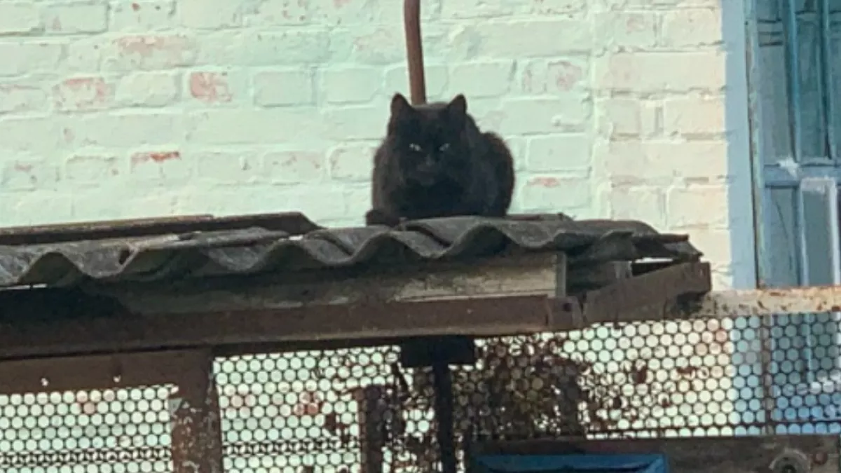 Волонтеры в Оренбуржье: почему помощь животным идет вразрез с официальными рекомендациями