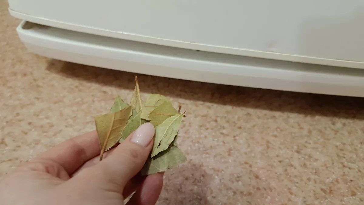 Аромат как будто из ресторана: эксперт раскрыл, где нужно держать лаврушку - точно не в шкафу 