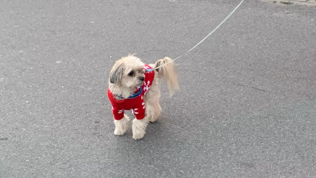 Грумеры давно скрывали это: как часто нужно мыть собаку - мы делали это неправильно 
