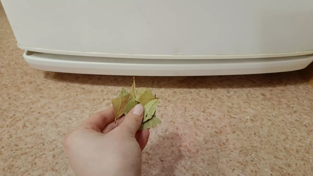 Раз в месяц еру 3 листа лаврушки и заливаю кипятком: идеальная подкормка для чахнущих растений - химия больше не нужна 