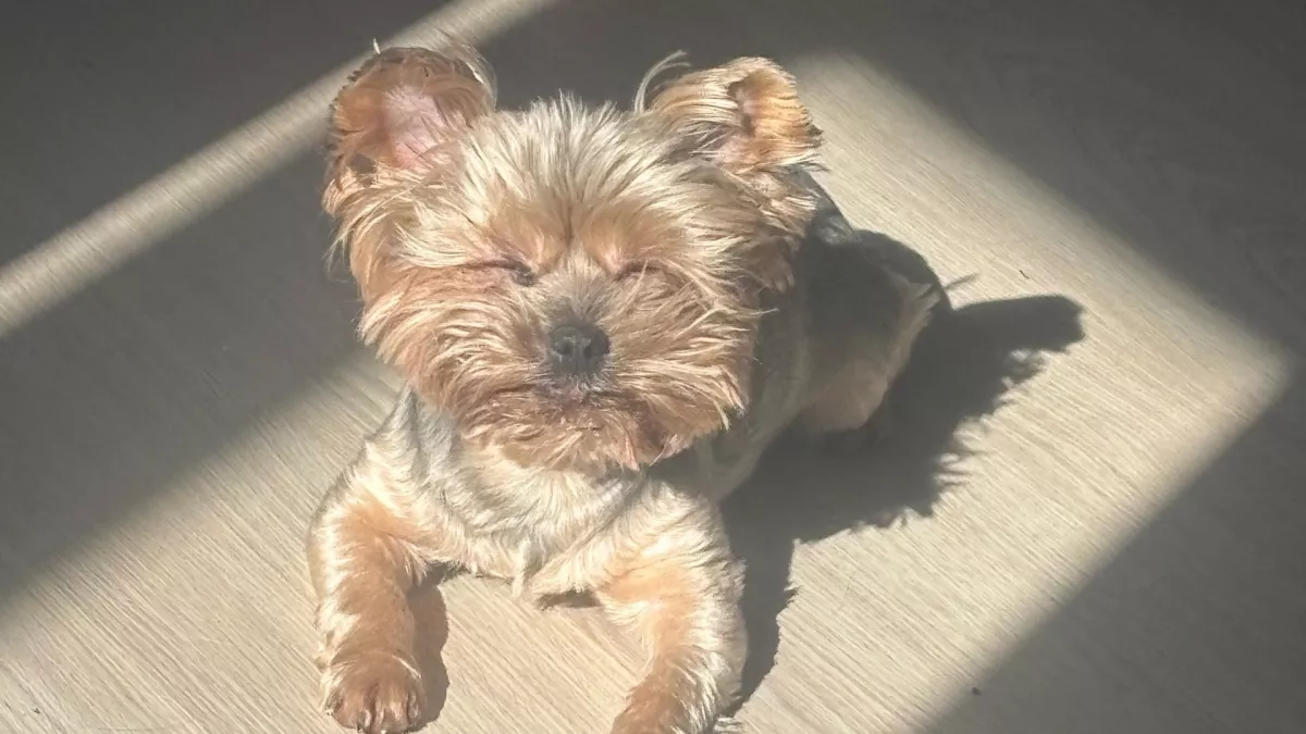 Для человека польза, а для собаки яд: какими обычными продуктами с кухни нельзя угощать питомцев 