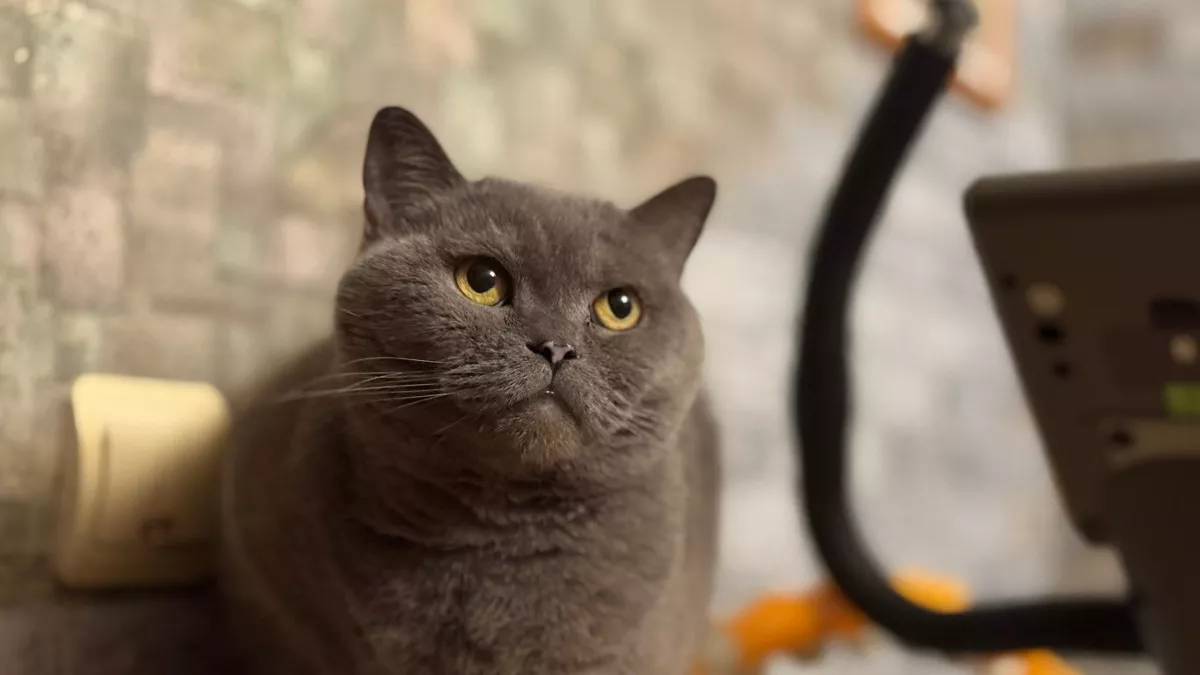 Расшифровка кошачьей тайны: почему кошка сильнее мурлыкает, когда ложится к хозяину на грудь