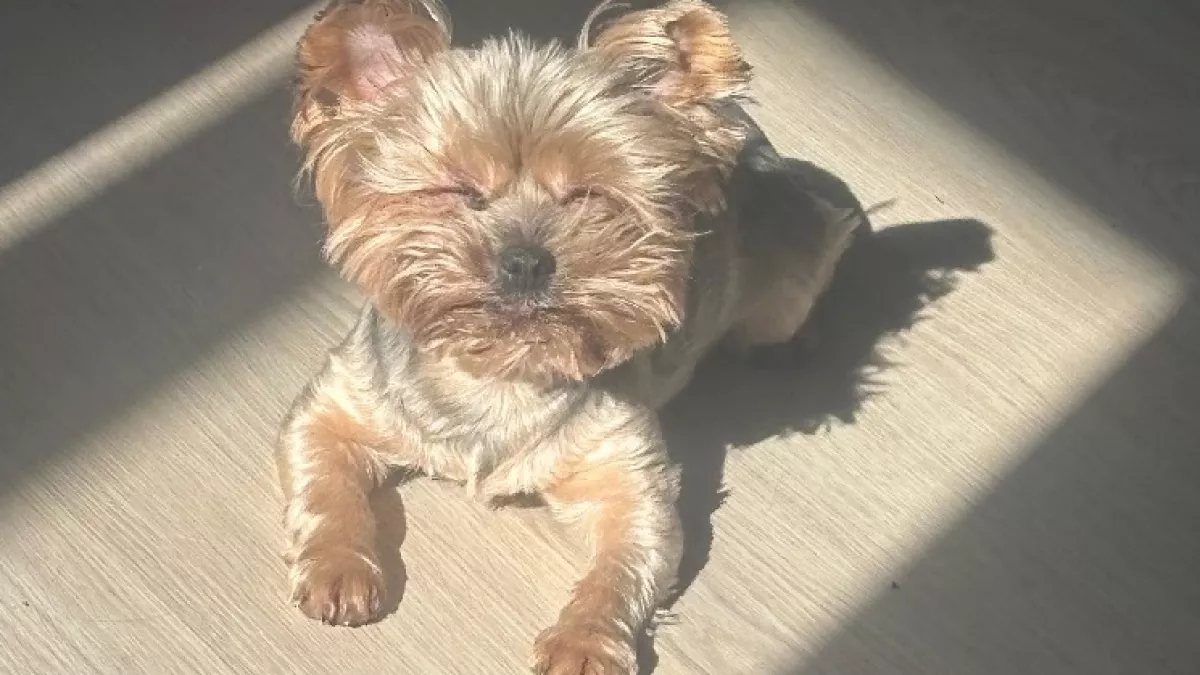 Этим породам собак опасно есть каши: сильно ударит по здоровью - и вот почему 