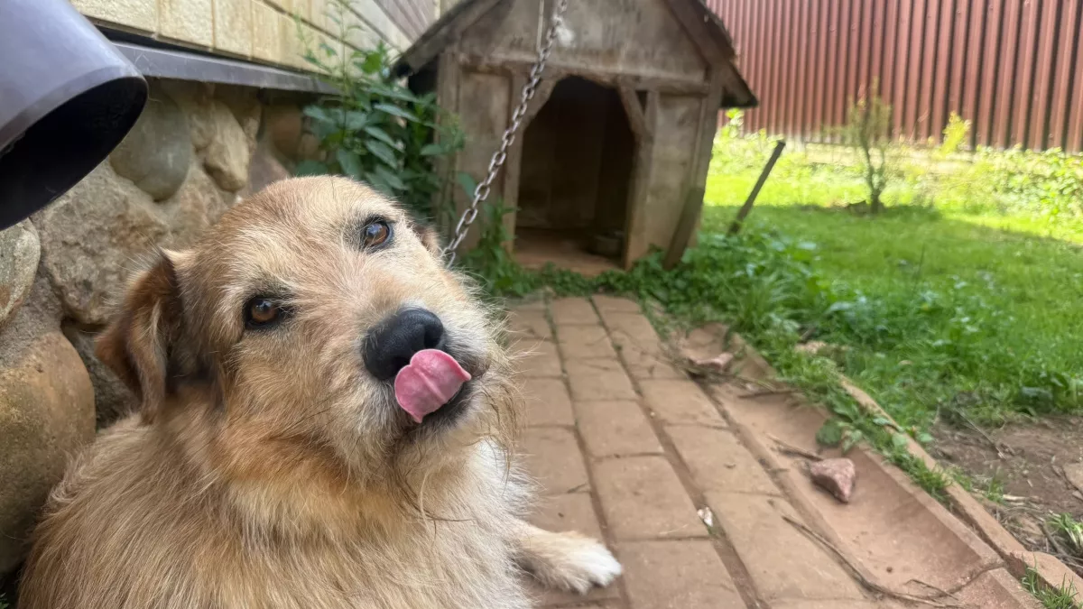 Сколько вашей собаке на самом деле лет: кинолог рассказал, как правильно рассчитать возраст питомца 