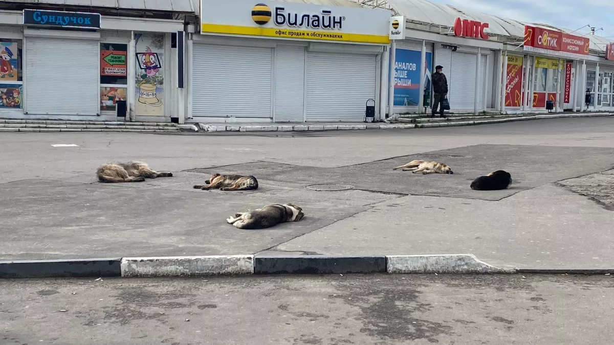 В Оренбургской области ввели карантин по бешенству в двух поселках