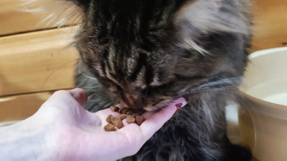 Кормите и не задумываетесь: эти 3 ошибки сокращают жизнь вашей кошке