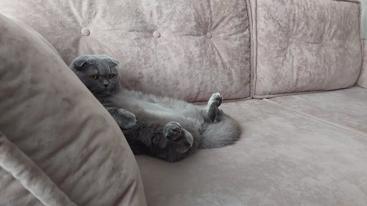 Кошка прощается с вами навсегда: как распознать 7 прощальных знаков 