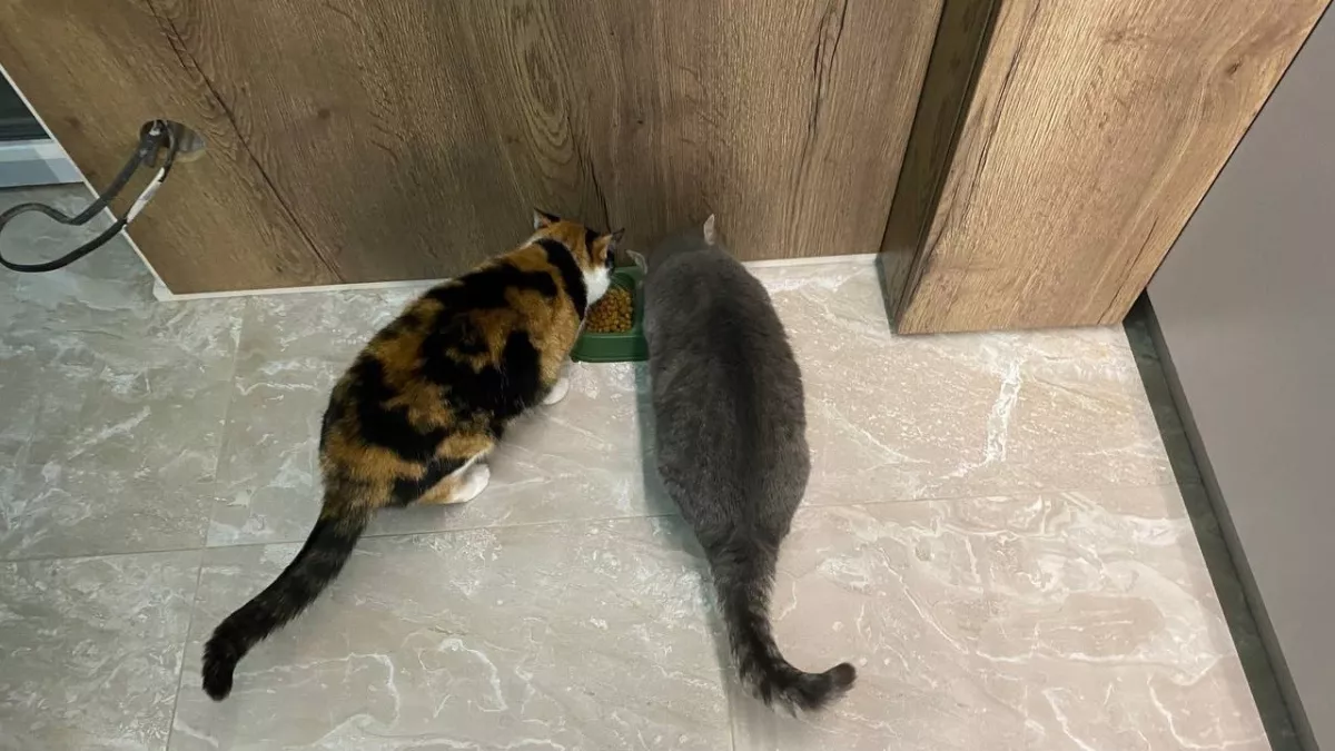 Настоящий праздник для котов: кормлю новым кормом из индейки и утки - мяса там больше, чем в человеческой тушенке