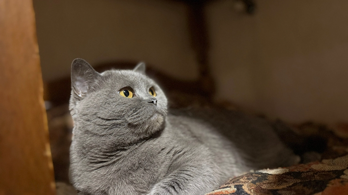 Так ваша кошка показывает, что ей плохо: 7 сигналов, которые нельзя пропускать 