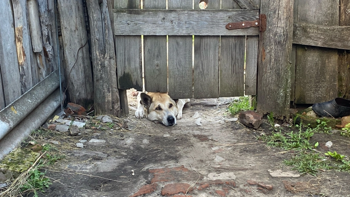 Самец или самка? Кого стоит лучше завести, чтобы получить преданного питомца