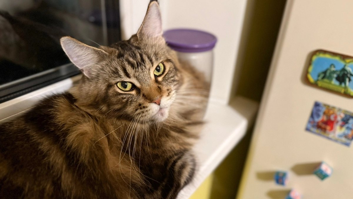 Что на самом деле чувствует кошка перед усыплением - вся правда о последнем сне