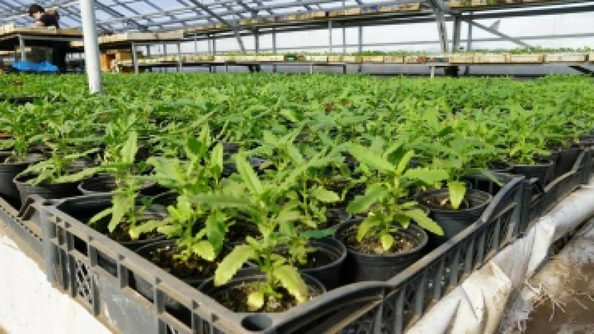 В Оренбурге для улиц и скверов готовят сотни тысяч цветов