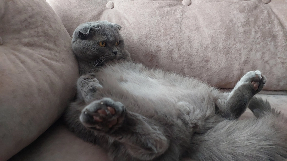 Почему кошки сидят, как люди - когда это просто мило, а когда опасно - не пропустите эти 4 симптома