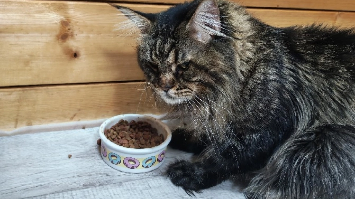 Больше никаких "кис-кис": 4 звука, на которые кошка мигом прибежит - даже из самой дальней комнаты