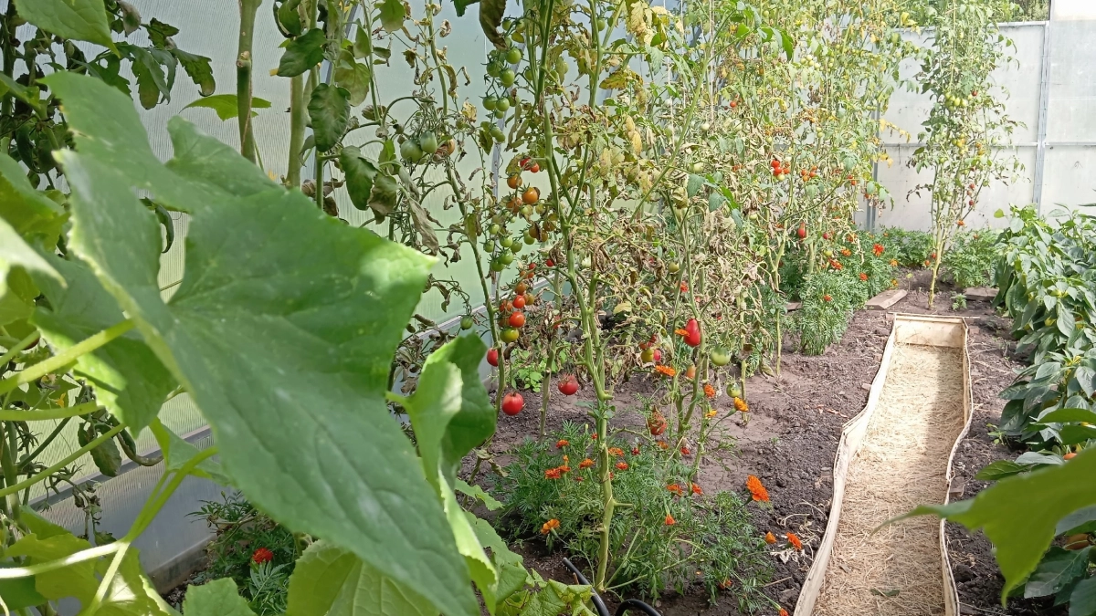 В 100 раз полезнее гороха и спаржи: съедобен от цветов до корней - так еще и витаминов полно 