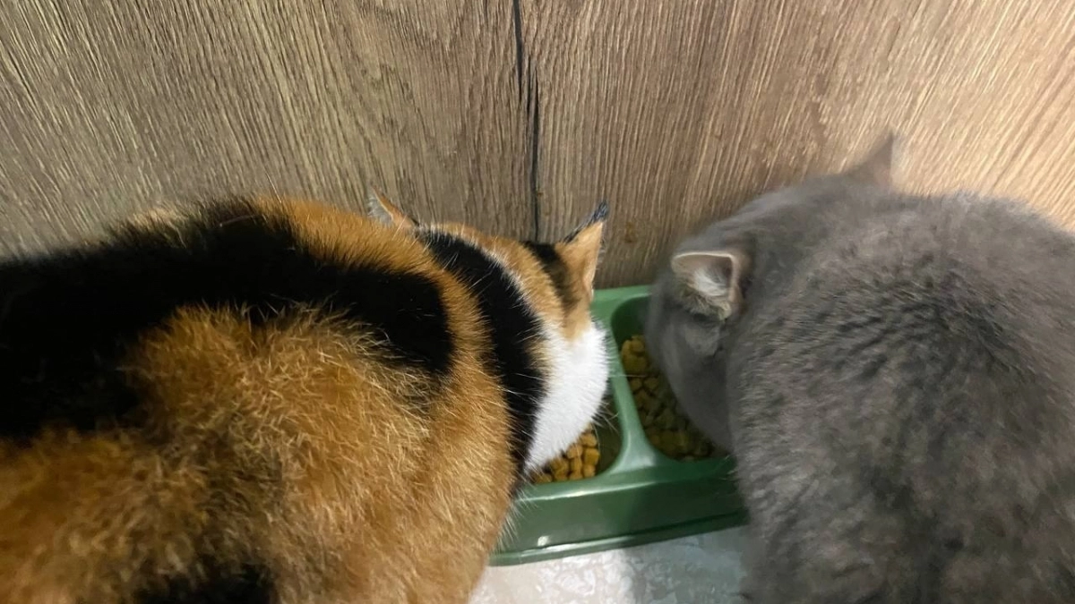 Для людей лакомство, а для кошек - яд: почему кошкам нельзя давать молоко и сметану - ответили ветеринары 