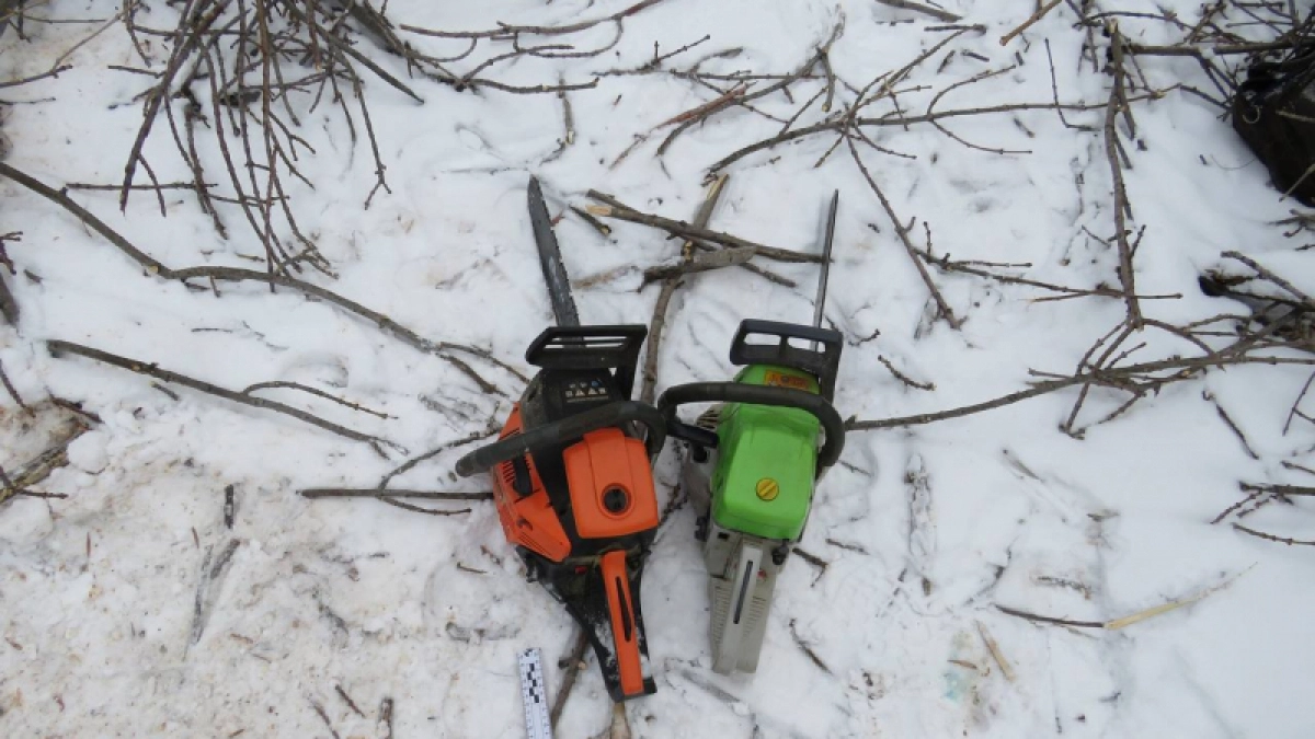 В Оренбуржье из-за четырех ясеней возбудили уголовное дело