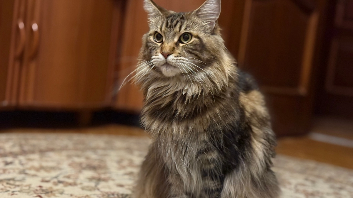 Если кошка вас лижет, не спешите радоваться - ветеринары пояснили, зачем питомцы на самом деле так делают