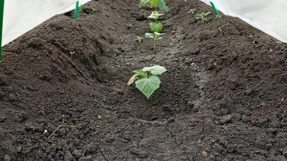 Сильно пожалеете, что не учли благоприятные дни: в 2026 году томаты нужно сеять в особенное время - рассада точно будет мощной и крепкой 