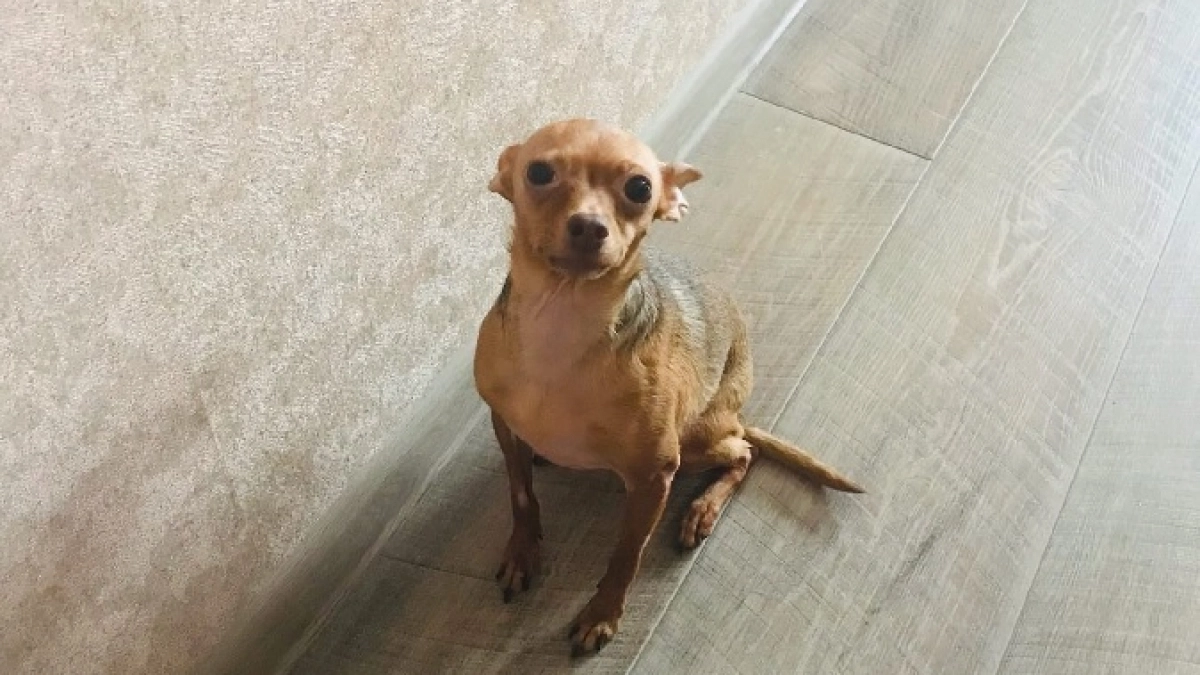 Так собаки просят о помощи: 7 сигналов, которым мы редко предаем значение