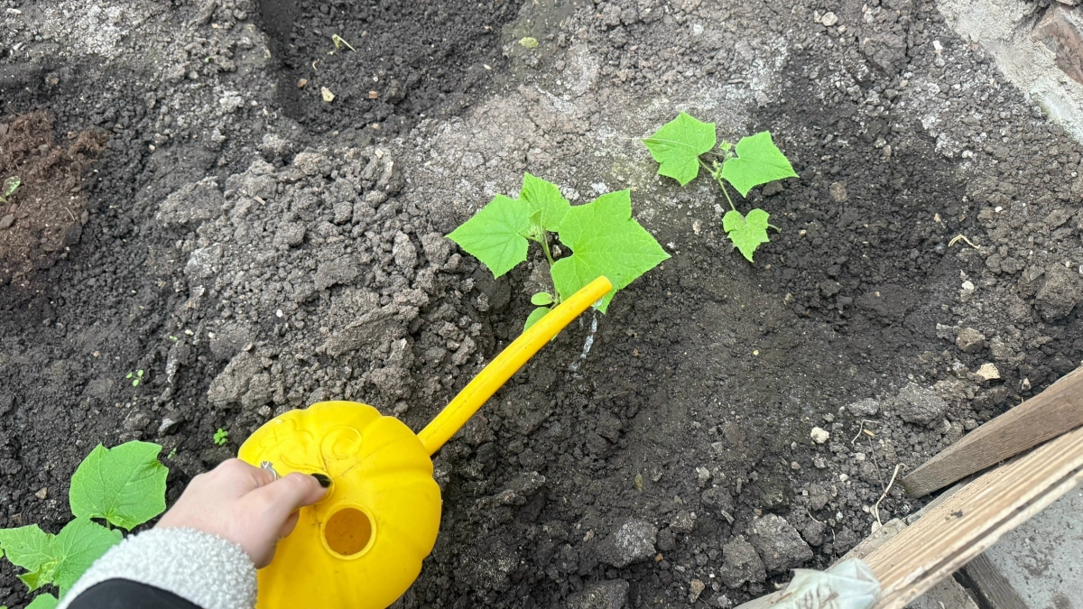 Агроном раскрыла впечатляющую правду: как за 3 дня из тонкой рассады сделать коренастую - успех зависит от одной детали