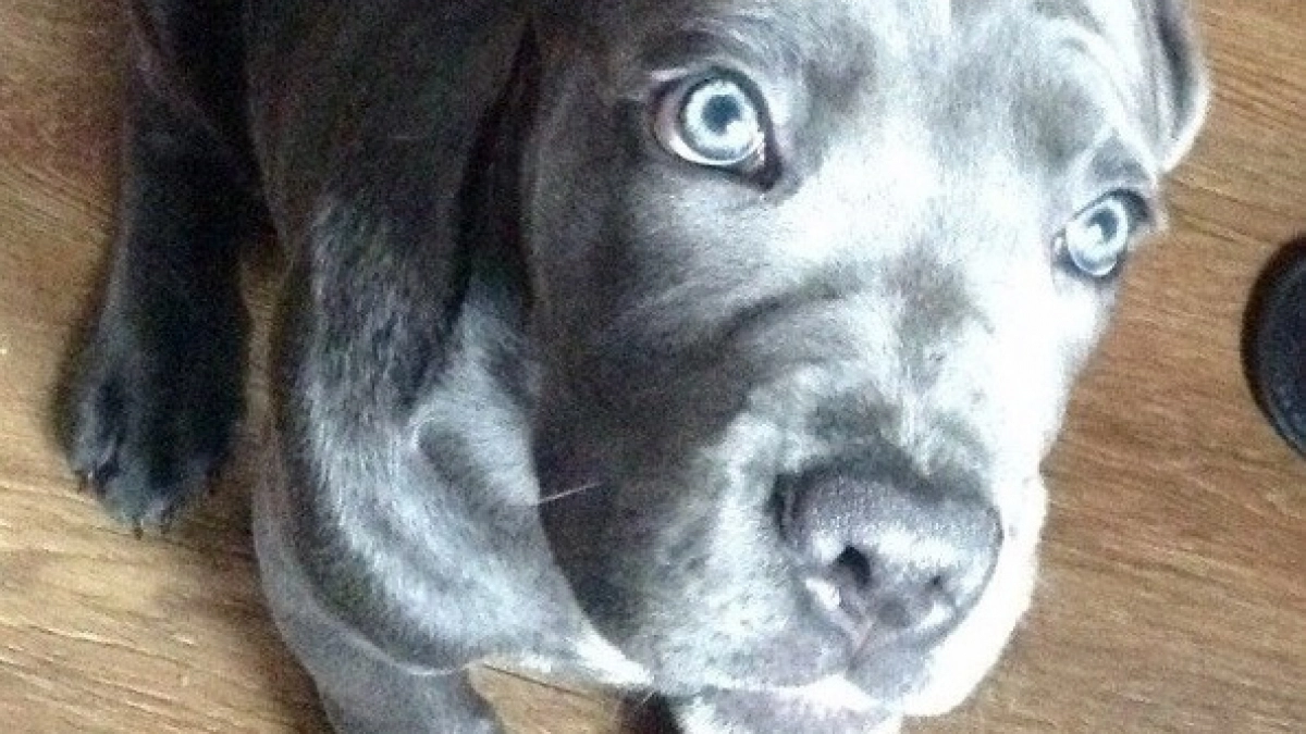 Для собак крайне опасно: ветеринары назвали продукты, которые запрещено давать - не видитесь на милые глазки 