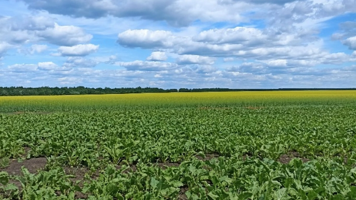 В Оренбуржье без страховки сельхозпроизводителям могут не дать господдержку