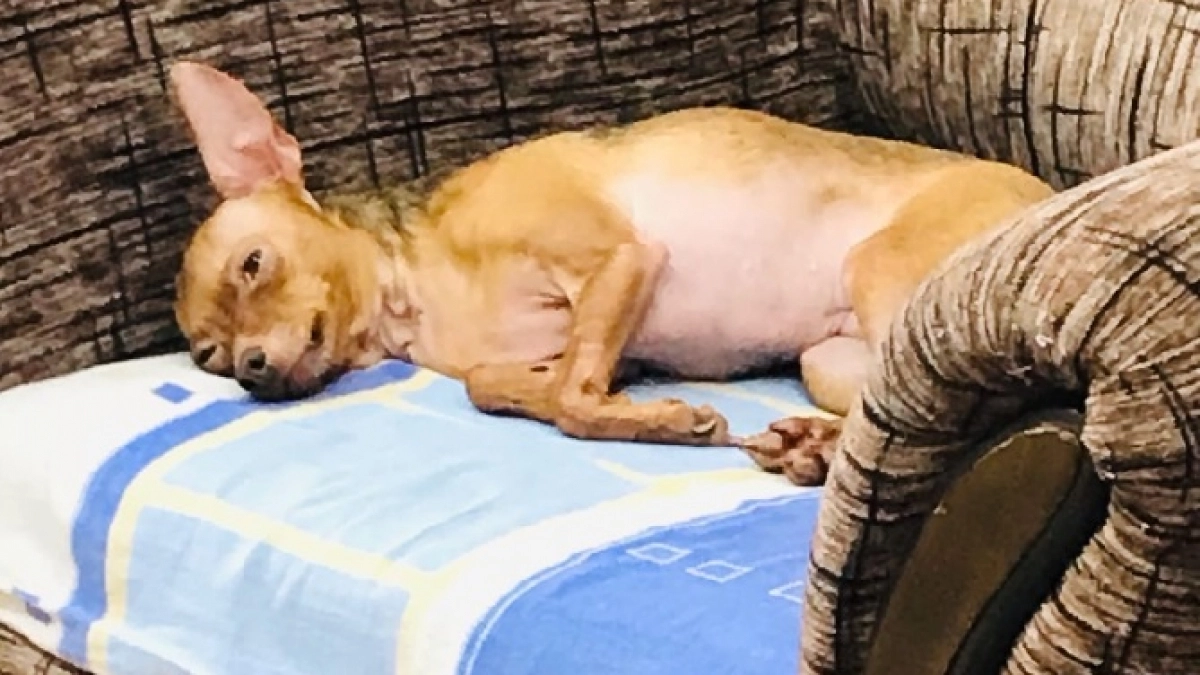 Собака всегда спала на кровати, а теперь уходит: оказывается, не все так просто - о чем говорит этот сигнал