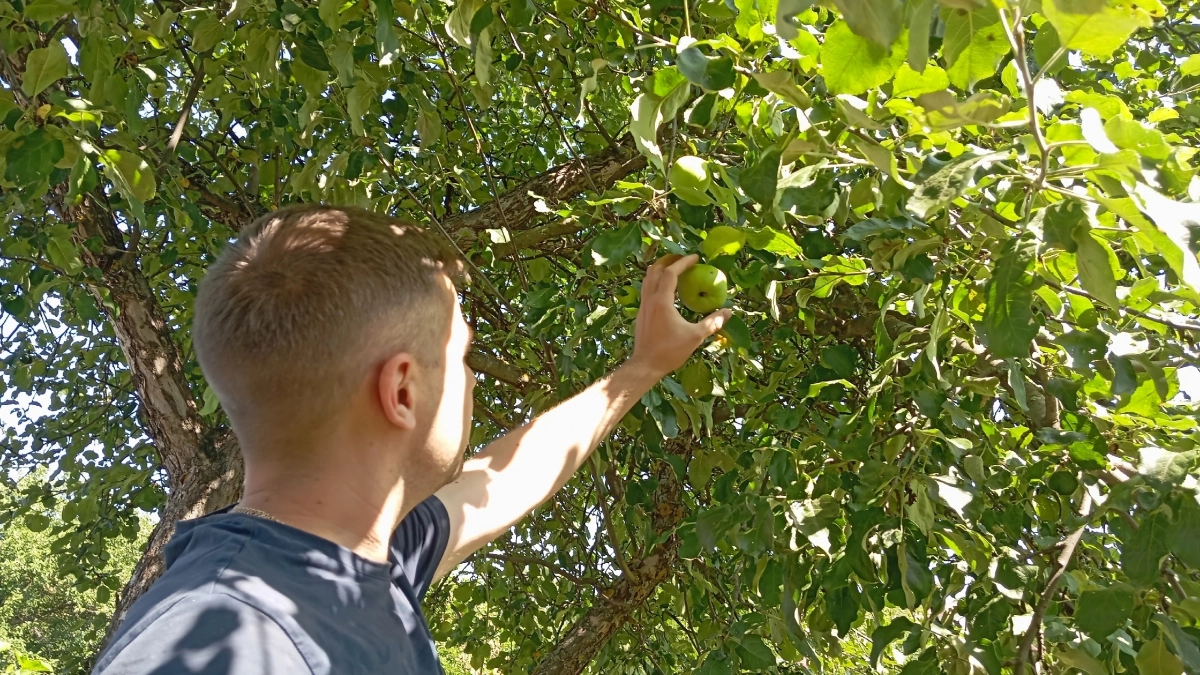 В марте ствол яблони оборачиваю обязательно: тля бежит, сверкая лапками - цветет и плодоносит без остановки