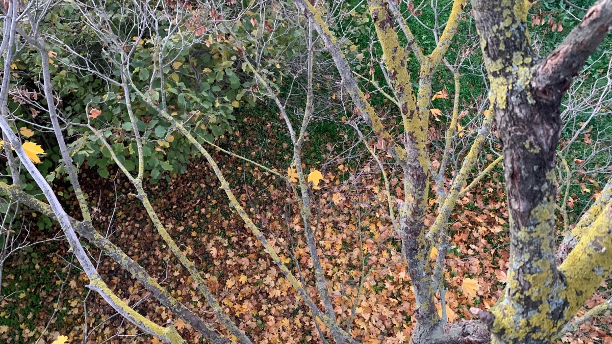 В Оренбурге начнут бесплатно вывозить ветки и спилы деревьев в апреле