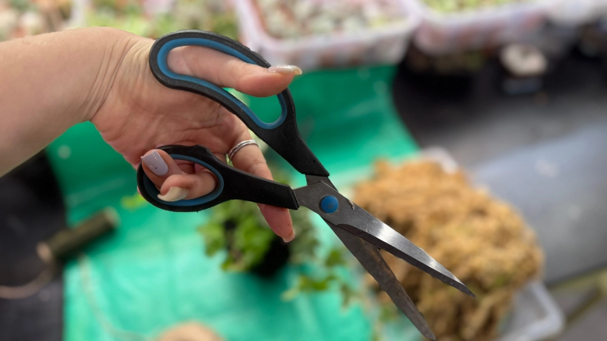 Ножницы будут острее бритвы: если затупились, хитрые хозяйки делают так - простой способ заточки