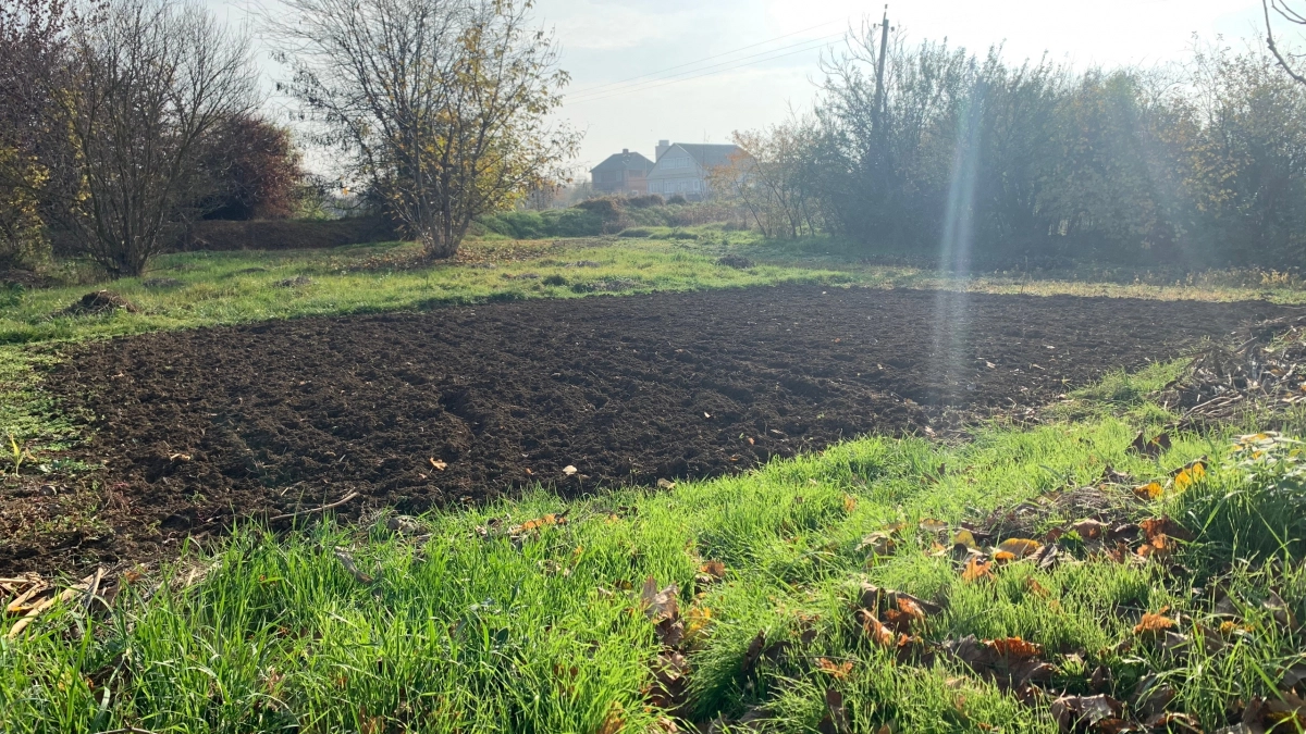 Никогда не сажайте на своем участке щавель: сама избавилась от него и вам не советую - 5 причин, почему так сделала