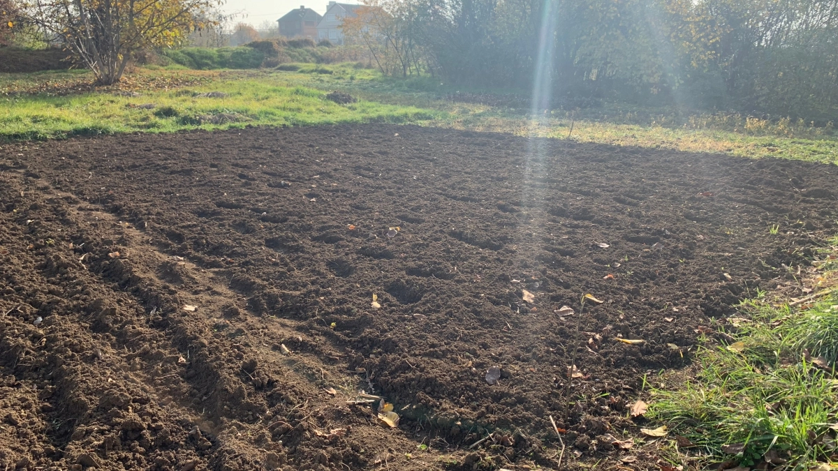 Укроп будет расти как злостный сорняк: только нужно посадить его по-хитрому - вязанки ароматной зелени придется выкидывать охапками