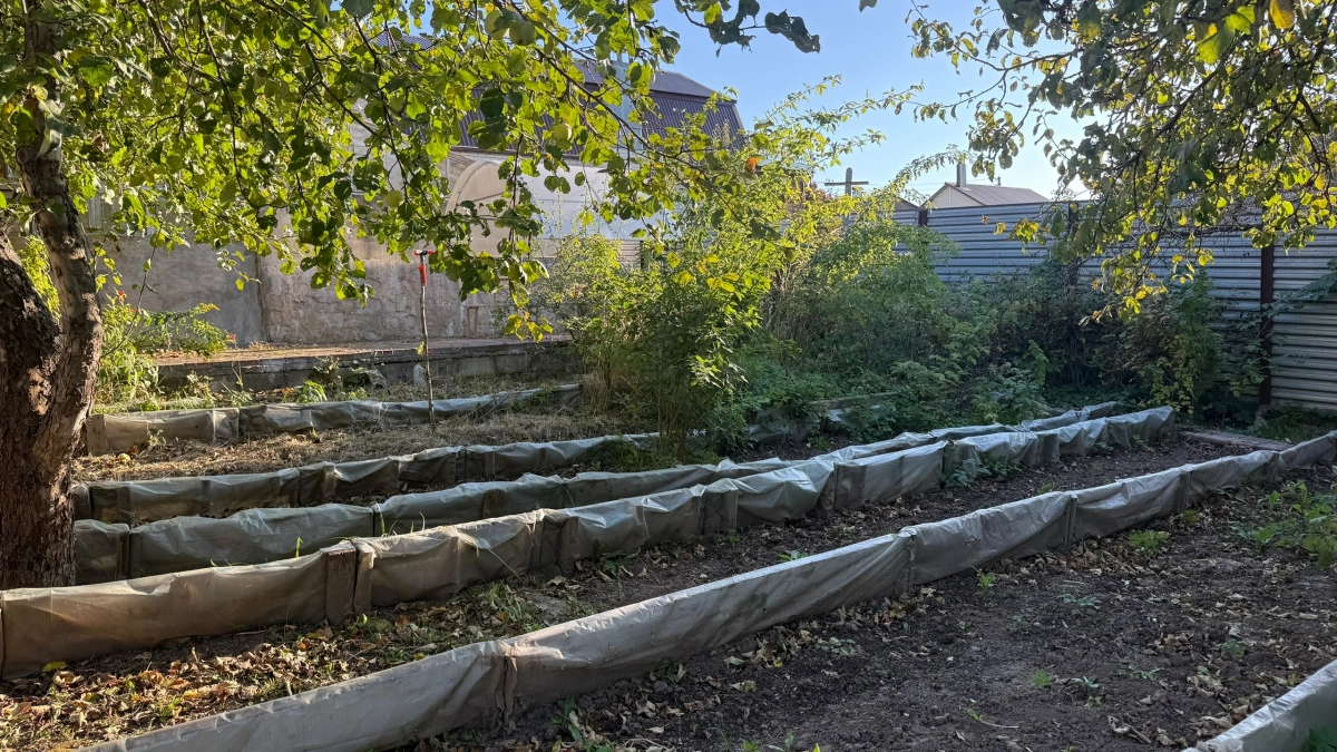 Жимолости весной - первым делом: кладу 3 горсти под куст до распускания почек - и ягоды становятся размером с виноград 