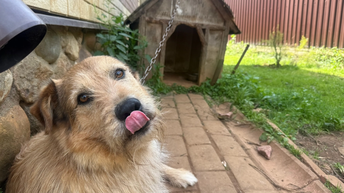 Ветеринар подвел черты: сколько собака может не есть - вреда для здоровья точно не будет 