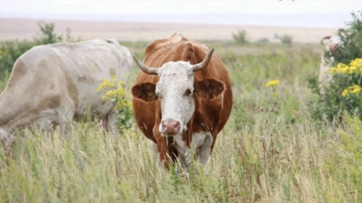 В Оренбуржье стартует отбор на господдержку мясного скотоводства