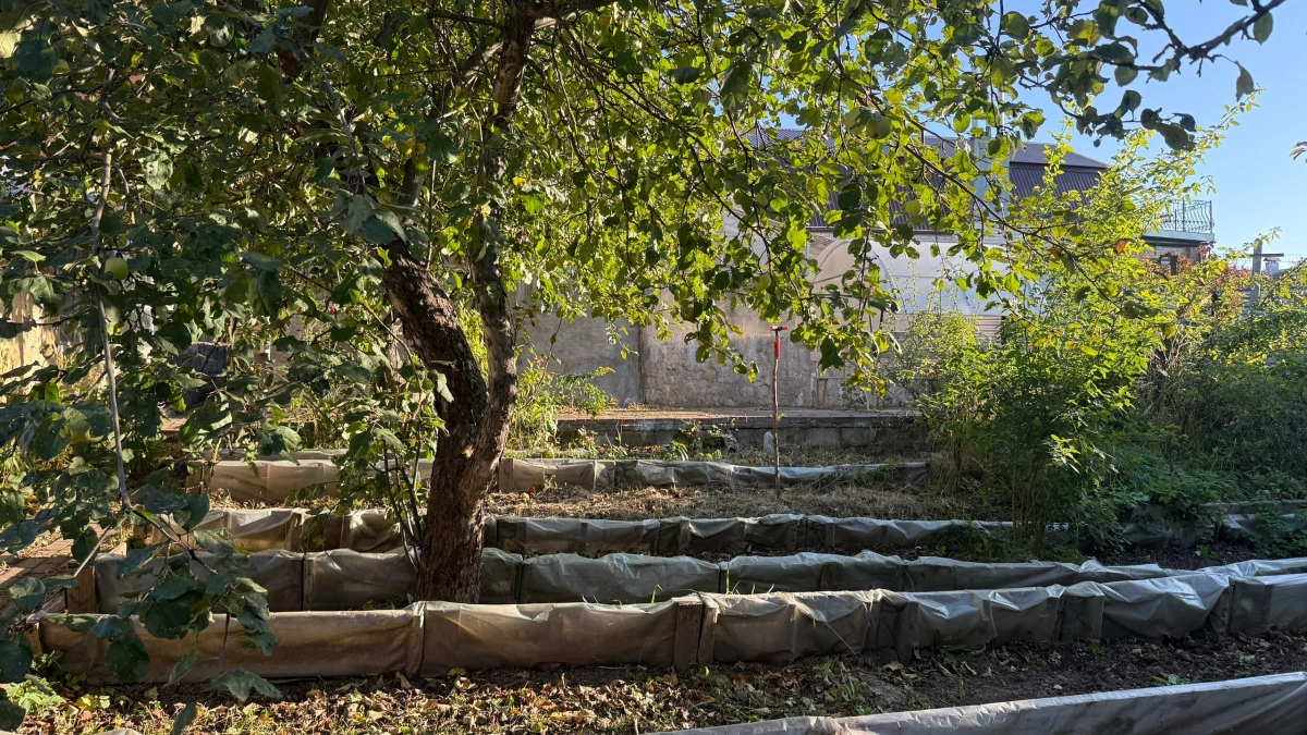 Одна такая подкормка после схода снега — и больше не будет желтых листьев на озимом чесноке: делюсь простым лайфхаком
