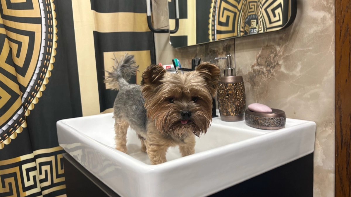 Простой лайфхак, как быстро мыть лапы собаке после прогулки. Алгоритм на 5 минут 