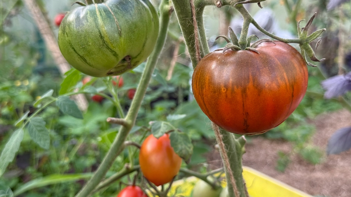 Томаты поперли за 7 дней: стебли толще пальца, а я только добавил в подкормку то, что постоянно выкидывал