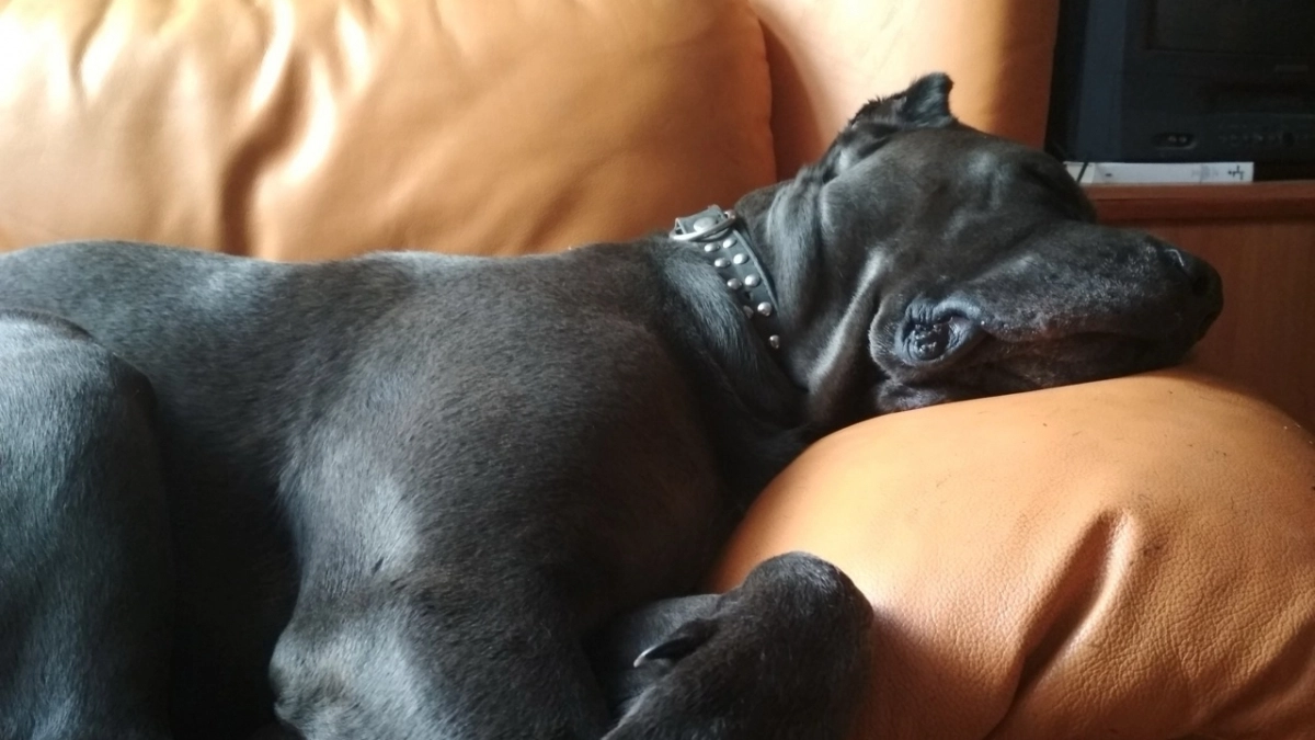 Грустят ли собаки, когда их оставляют одних на целый день: исследование поразило даже ученых 