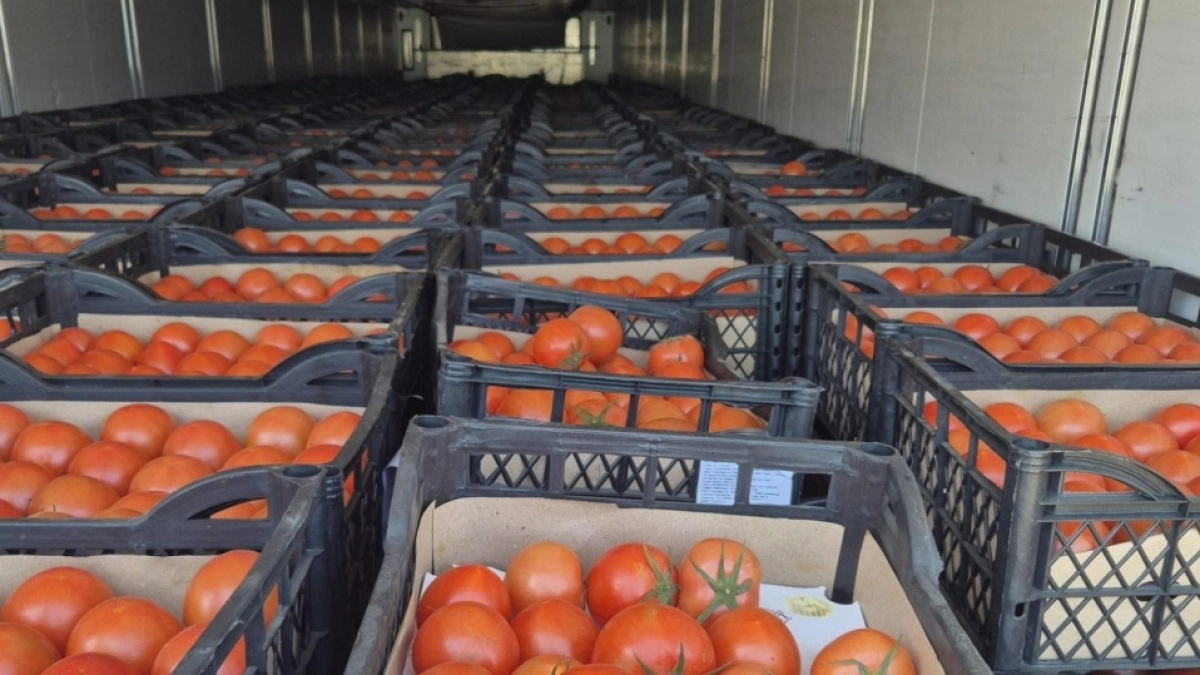 В Оренбурге запретили ввоз 19 тонн томатов из Туркмении из-за вредителя