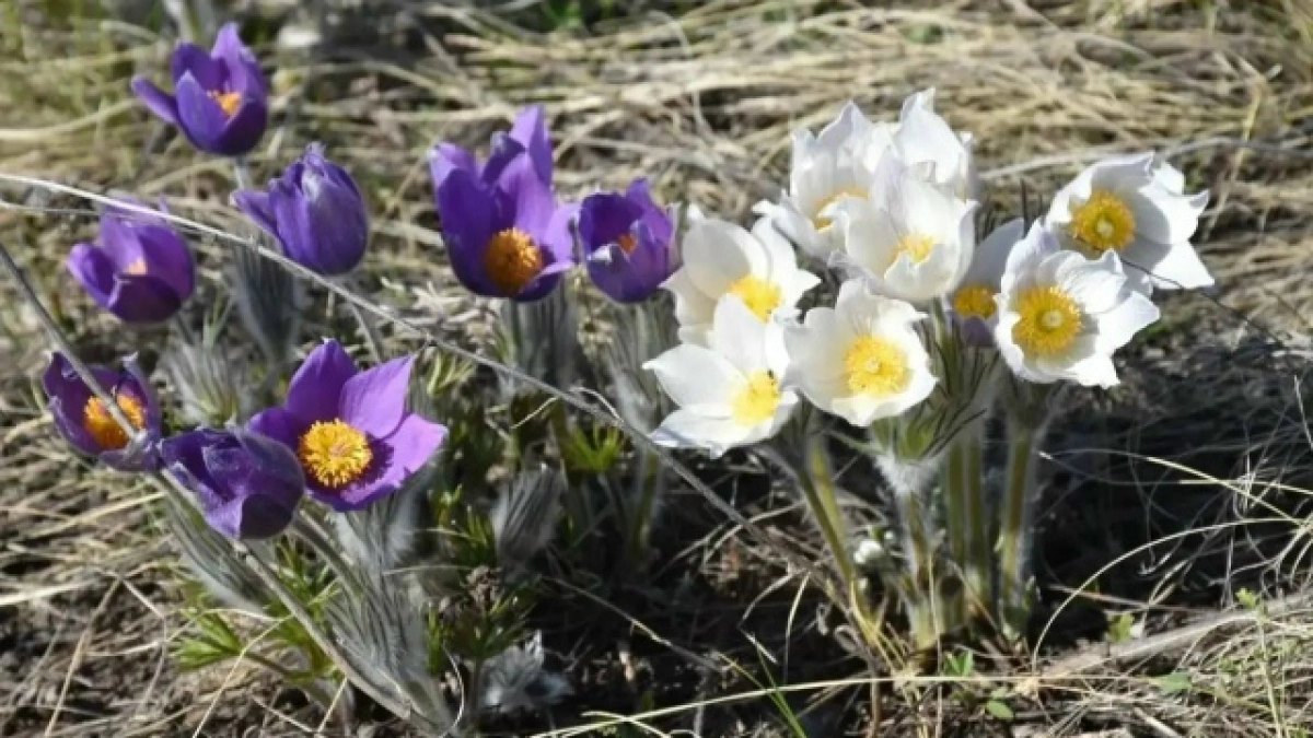 В Оренбуржье стартовала акция «Первоцвет»: за сорванные редкие цветы грозят штрафы