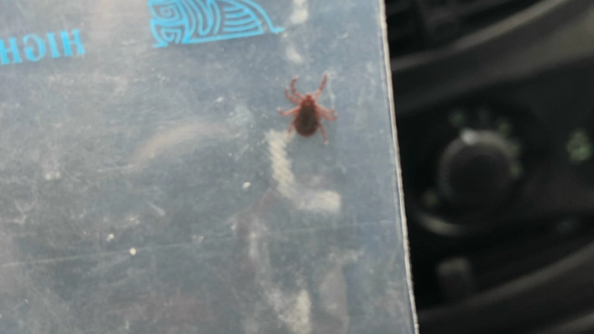 В Оренбуржье от укусов клещей пострадали уже 140 человек