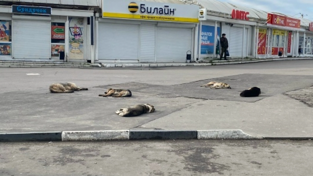 Суд обязал администрацию Оренбурга заняться отловом безнадзорных собак