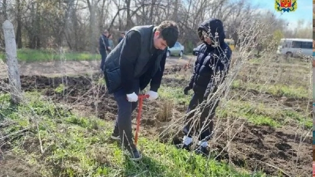 В Оренбургском лесничестве высадили более пяти тысяч саженцев