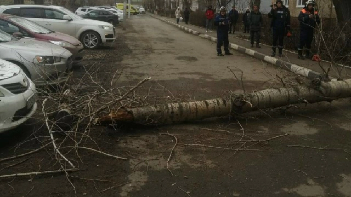 В Оренбурге женщине присудили 6 млн рублей после падения дерева