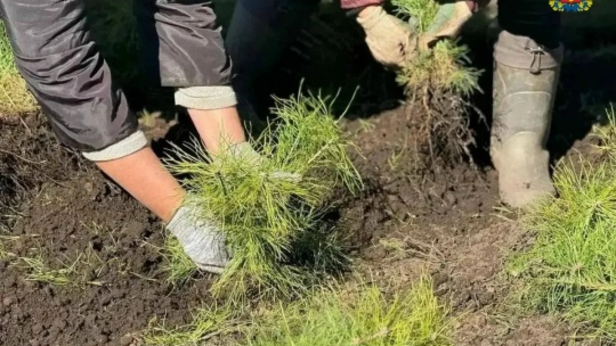 В Оренбуржье осенью восстановят еще 200 гектаров леса