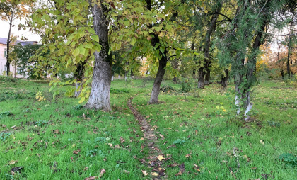 В Бузулукском бору продолжается строительство тропы